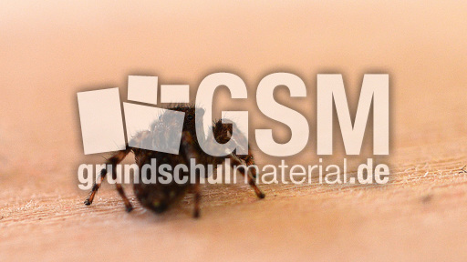 Springspinne (3).jpg